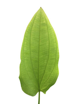 Isolated echinodorus cordifolius leaf with clipping paths.