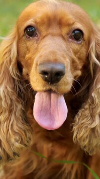 Adorable brown english cocker spaniel dog panting happily with its long tongue hanging out, enjoying a sunny day outdoors in a beautiful green park, showcasing pure canine joy and contentment