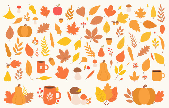 Autumn elements with diverse leaves, pumpkins, mushrooms, acorns, berries and cozy mugs, with small autumn compositions