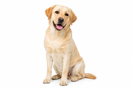 golden retriever puppy