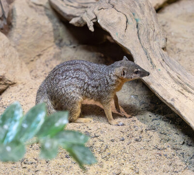 Close-up of a mongoose foraging for food.
