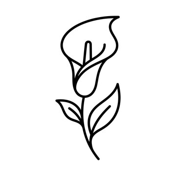 calla lily line icon