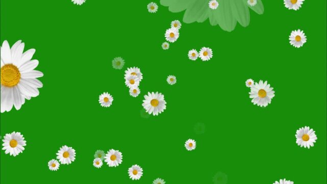 Animated white daisy flowers falling naturally on green screen for easy compositing. Ideal for spring videos, celebrations, nature edits, and creative motion graphics.
