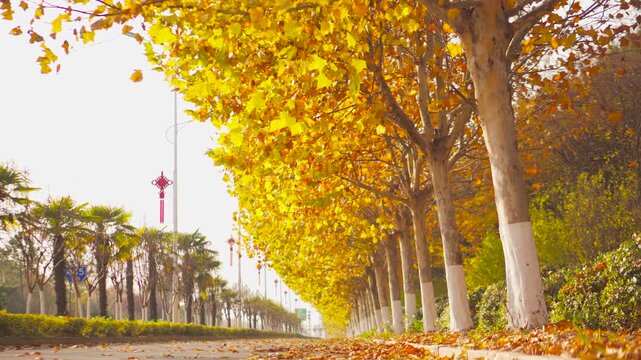 Golden Autumn Leaves on Plane Trees Along a Sunny Roadside