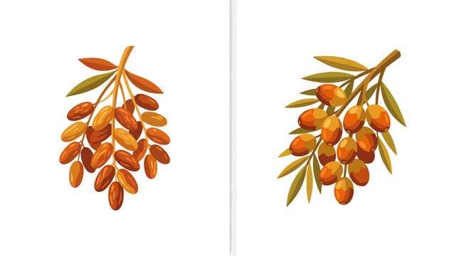 Flat vector illustration of fresh date palm fruit clusters