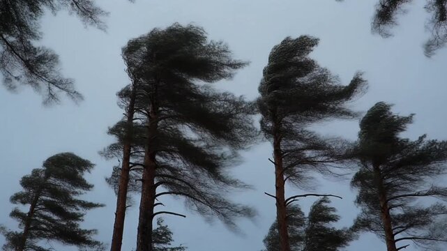 Tall pine trees swaying in strong wind against dark sky.