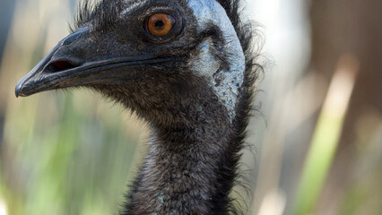 Close-up Profile Portrait of an Emu Head and Neck © blueringmedia