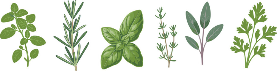 Fresh culinary herbs set with basil, rosemary, thyme, and parsley vector illustration design assets © Afsana
