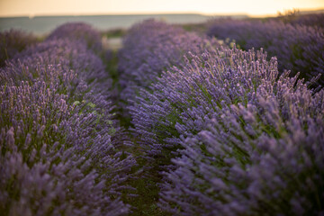 Obraz premium Breathtaking lavender field sunset featuring vibrant purple flowers blooming across endless rows under a warm evening sky