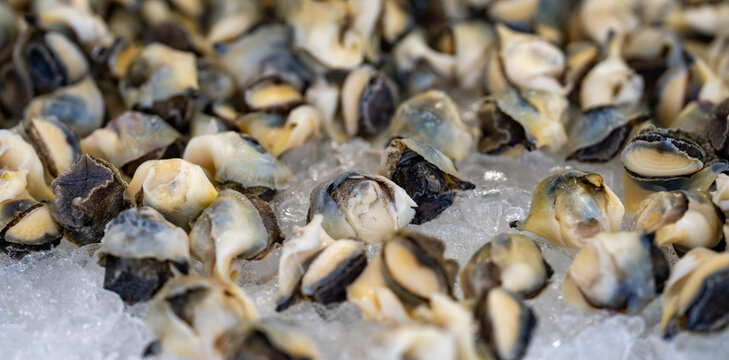 Mollusk meat closeup. Mollusk seafood pile. Raw mollusk texture. Saltwater mollusk pieces.