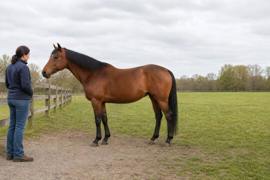 Caretaker assessing healthy horse body condition