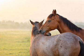 Obraz premium Two horses mutual grooming in peaceful pasture
