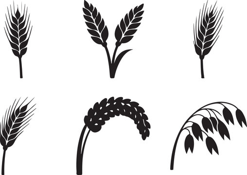 Wheat barley and cereal stalks silhouette icon set featuring agricultural grain ears oats rye and millet spikes set