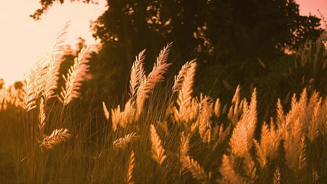  Blooming kans grass flowers plant. Swings in the wind with a Golden-hour Sunset 4K view.