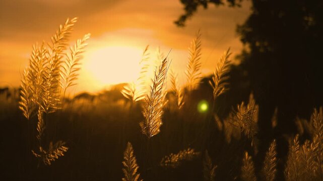 Beautiful white Kans Kash grass flower plant Icon of Autumn. blowing in the wind, blue sky background. 4K video.