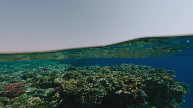 Coral garden in deep blue sea and calm wave on water surface. Cinematic slow motion half underwater view