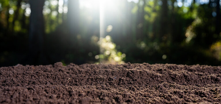 Ground soil background. Earth and compost. Ground fertility. Fertile soil close-up. Soil quality on farm. Soil with fertilizer. Farming concept.