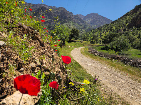 Vivid red poppies bloom along a winding dirt path, framed by wild greenery and dramatic mountain peaks under a brilliant clear spring sky.
📍 Hawraman Takht, Kurdistan, Iran 