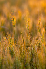 Obraz premium Cereal crop in golden light. Cereal crop with awn. Green cereal crop close up. Rural cereal crop at sunset.