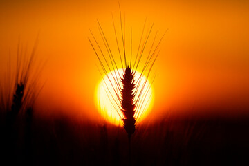Obraz premium Grain ear at sunset. Grain silhouette against sun. Golden grain field background. Backlit grain with awn.