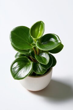 Indoor plant portrait: peperomia obtusifolia in a simple pot with natural studio lighting