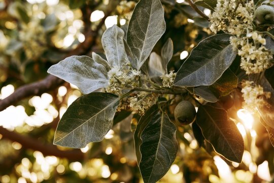 Kukui nut tree in a tropical garden of Hawaii, featuring small white blooms and pale foliage