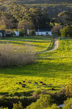 cattle grazing in meadow at sunset, Stanford, South Africa
