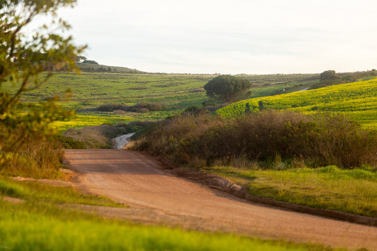 country road through canola field at sunset, Stanford, South Africa