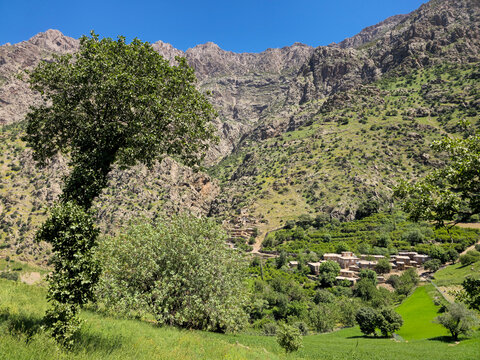 A lush mountain village nestles among terraced orchards and green fields, framed by a majestic old tree and rugged spring peaks above.
📍 AbbasAbad, Hawraman Takht, Kurdistan 