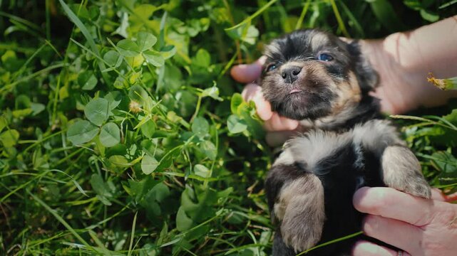 Adorable small puppy lying in green grass being held gently by human hands.