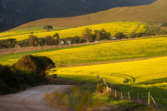 country road overlooking beautiful fields of canola , Stanford, South Africa