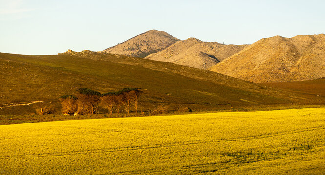 beautiful fields of canola at sunset, Stanford, South Africa