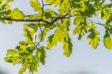 Fototapeta premium Sunlit oak leaves on delicate branch against pale sky with shallow depth