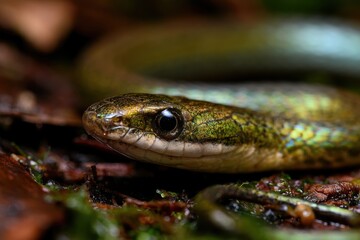 Fototapeta premium Macro photograph of a sunbeam snake resting on damp leaf litter in a tropical rainforest