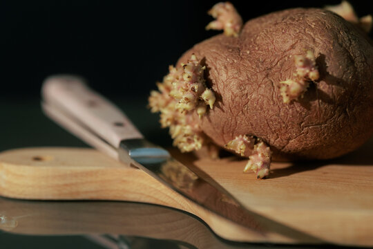 Sprouted Potato On Wooden Cutting Board With Knife In Kitchen. Old potato with growing sprouts next to a knife on a domestic table unfit for human consumption
