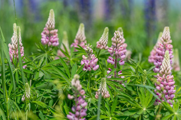 Fototapeta premium Pink lupine flowers in a sunlit wildflower meadow