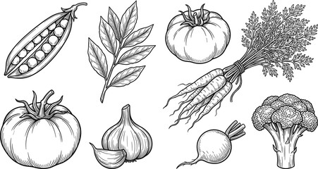 Obraz premium Hand Drawn Fresh Vegetable Sketch Vector Set with Detailed Vintage Illustrations of Tomato Garlic Carrot Broccoli Peas and Herb Leaf Designs