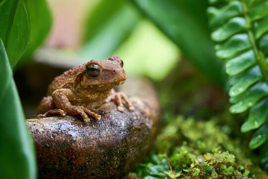 Macro portrait of a small coqui frog in a lush Hawaiian garden on a rock bowl