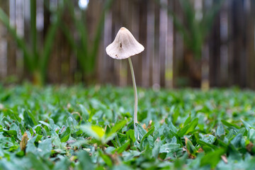 Small Wild Mushroom Growing in Green Grass © Beni