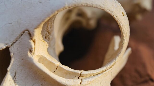 Macro view of weathered animal skull eye socket and bone texture. 4K Video