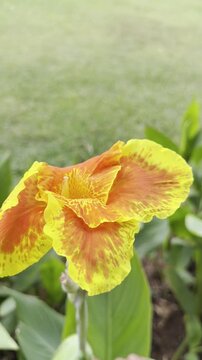 Close-up 4K footage of a yellow and orange canna lily flower blooming among lush green leaves, with soft daylight and shallow focus, creating a peaceful tropical garden and botanical nature scene.
