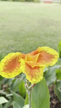 Close-up 4K footage of a yellow and orange canna lily flower blooming among lush green leaves, with soft daylight and shallow focus, creating a peaceful tropical garden and botanical nature scene.
