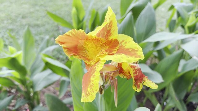 Close-up 4K footage of a yellow and orange canna lily flower blooming among lush green leaves, with soft daylight and shallow focus, creating a peaceful tropical garden and botanical nature scene.
