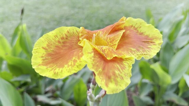Close-up 4K footage of a yellow and orange canna lily flower blooming among lush green leaves, with soft daylight and shallow focus, creating a peaceful tropical garden and botanical nature scene.
