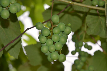 Closeup cluster of unripe grape berries hanging from a vine against background of green leaves . Nature, summer ,future grages harvest . © Mariana