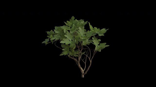 Edible Fig Plant Swaying in Wind Loop Animation with Alpha Channel. Wind Blows The Shrub Plant Ficus Carica. Common Fig Plant Leaves Swaying. Animated Hedge Branches Moving in Breeze. Transparent BG. 
