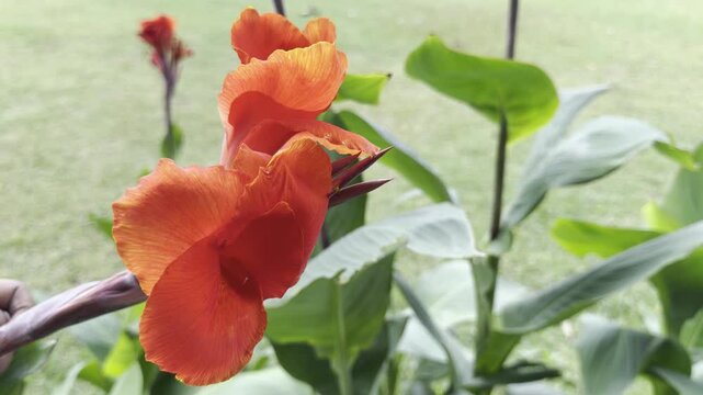 Close-up 4K footage of bright orange red canna lily flowers blooming in a sunny garden, with soft blurred green lawn background, natural daylight and vibrant tropical botanical nature atmosphere.