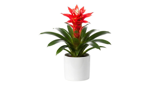 Vibrant red bromelia guzmania plant in white ceramic pot, tropical indoor houseplant with green leaves, blooming exotic flower on white background