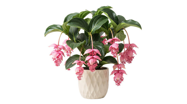 Medinilla Magnifica flowering plant in ceramic pot, exotic pink rose grape blossoms with green leaves, tropical indoor houseplant on white background
