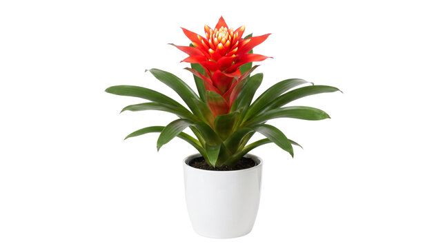 Vibrant red bromelia guzmania houseplant in white ceramic pot, tropical indoor flower with green leaves, isolated blooming guzmania plant on white background